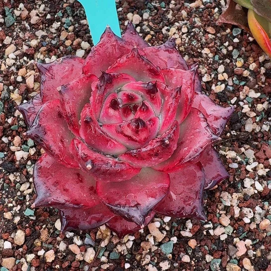 从前慢花园多肉0130-14