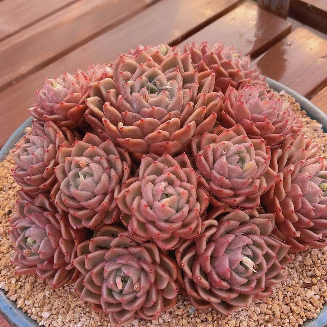 海*多肉香槟杂交不带盆海姐