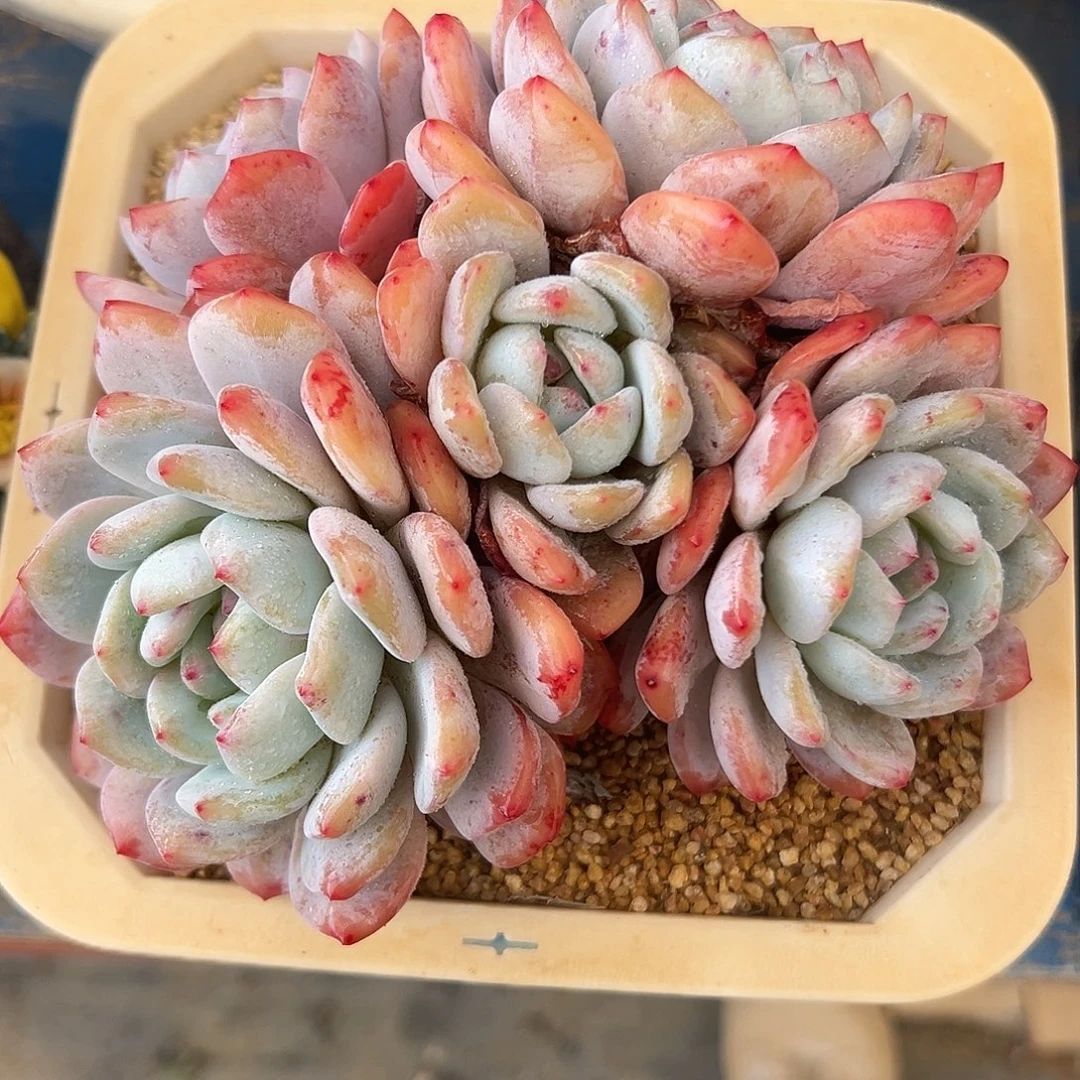 橙梦露捧花多肉植物