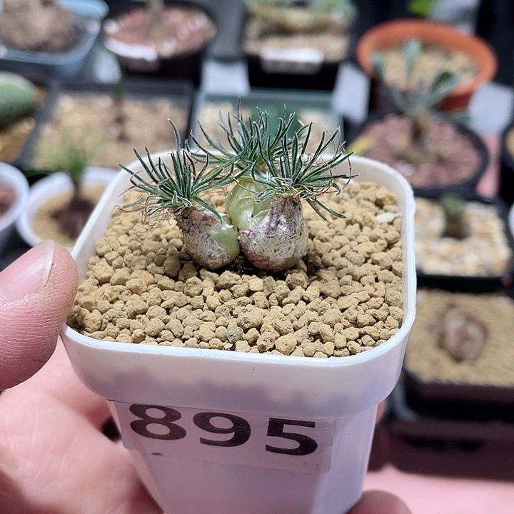 895毛叶迷你海葱块根