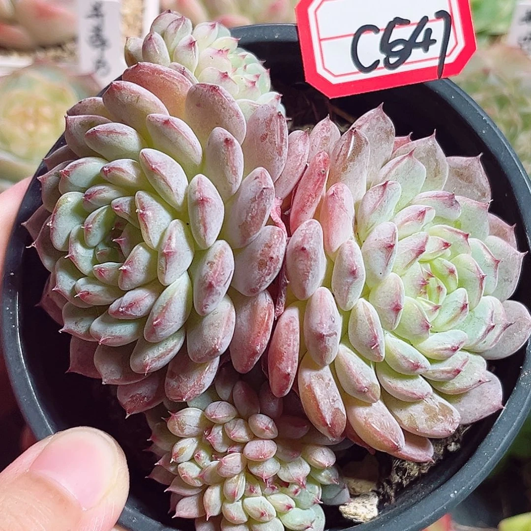 C547 一物一拍 白胖子缀