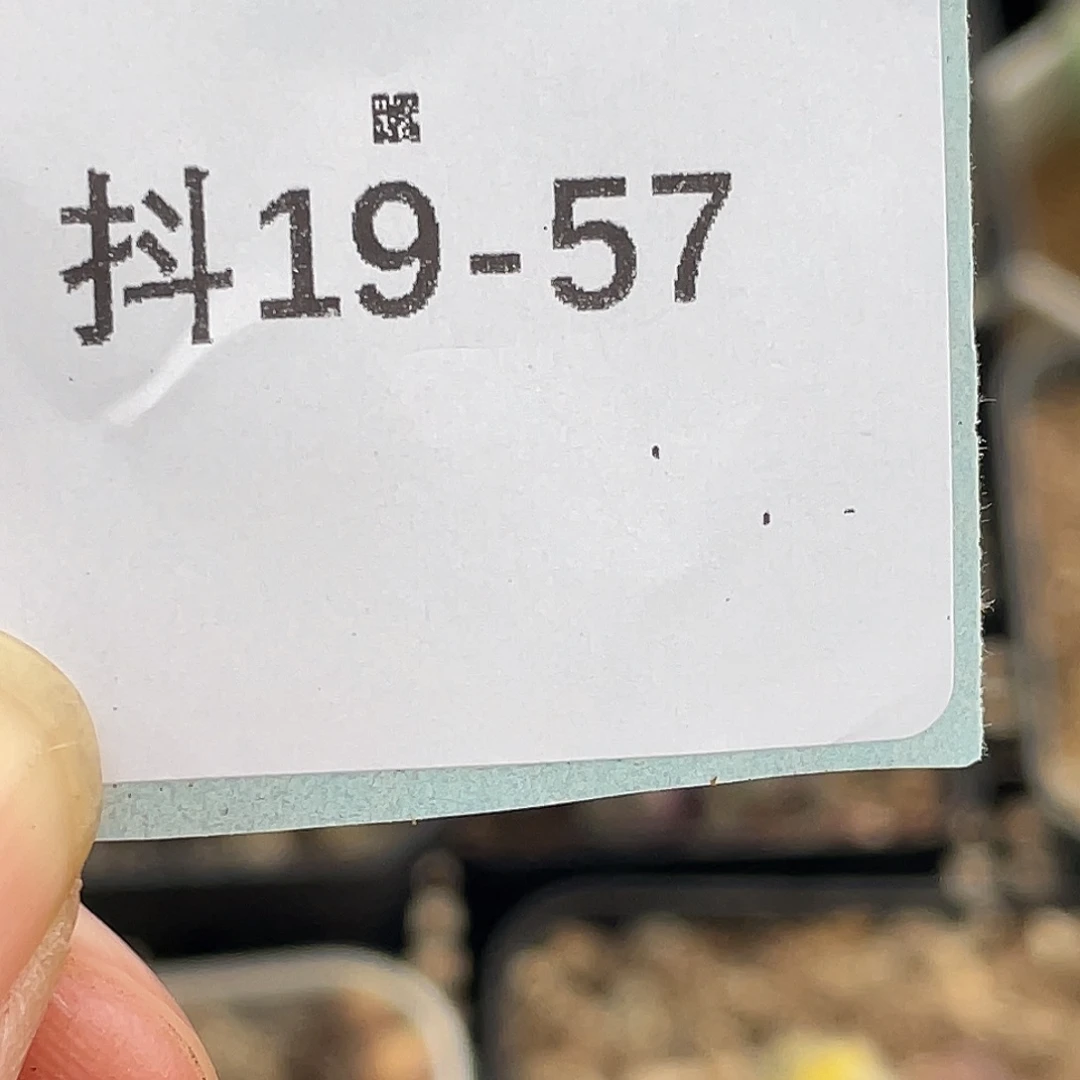 一***雪19-57鸭嘴兽小苗2颗