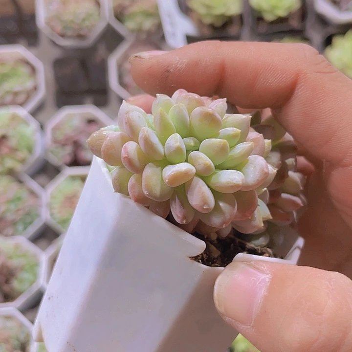 粉珍妮缀化带土带盆