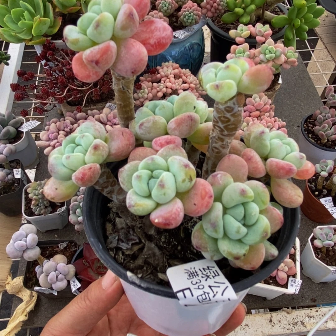 464白罗琦8cm多肉