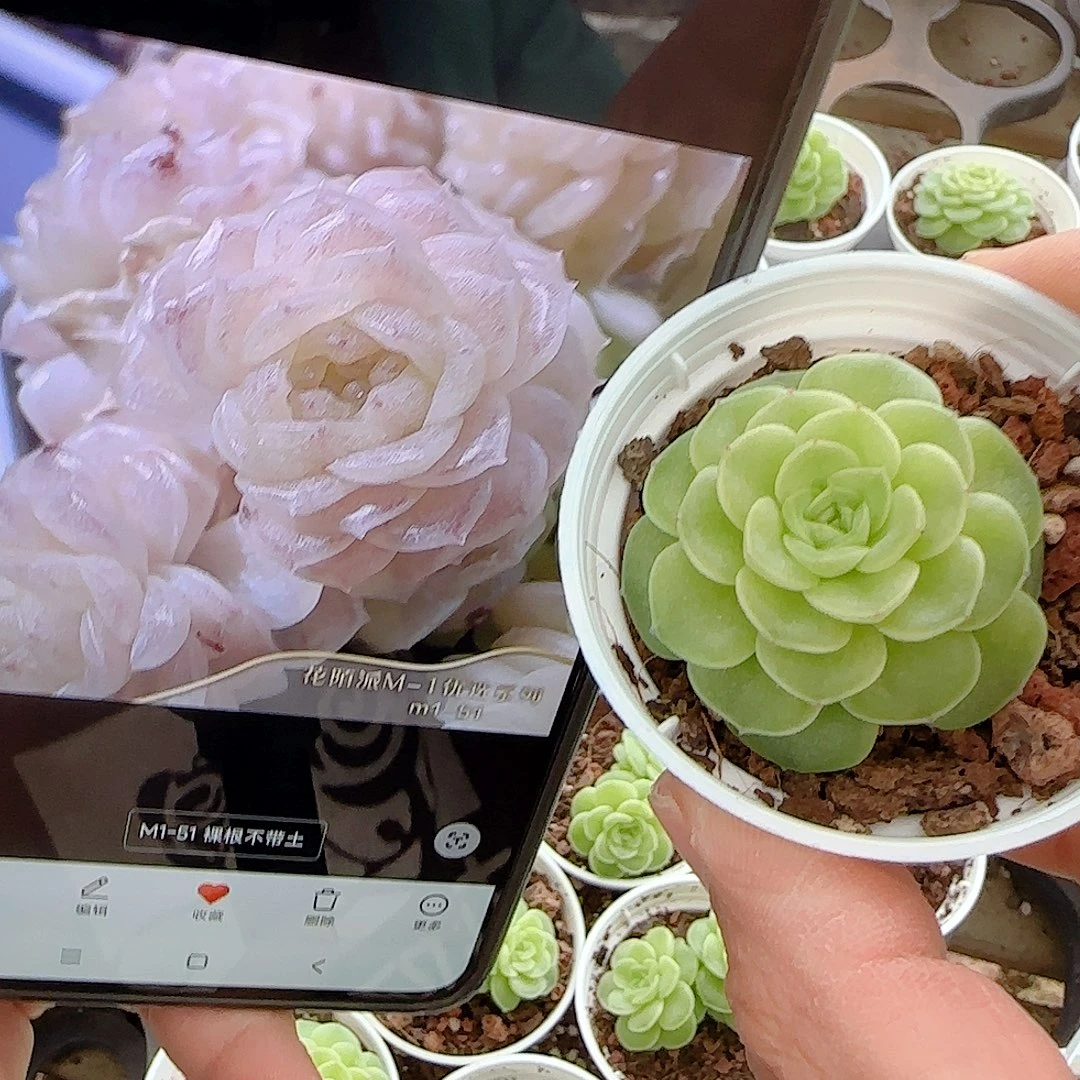 扯***儿1121-125（m1-51）专拍