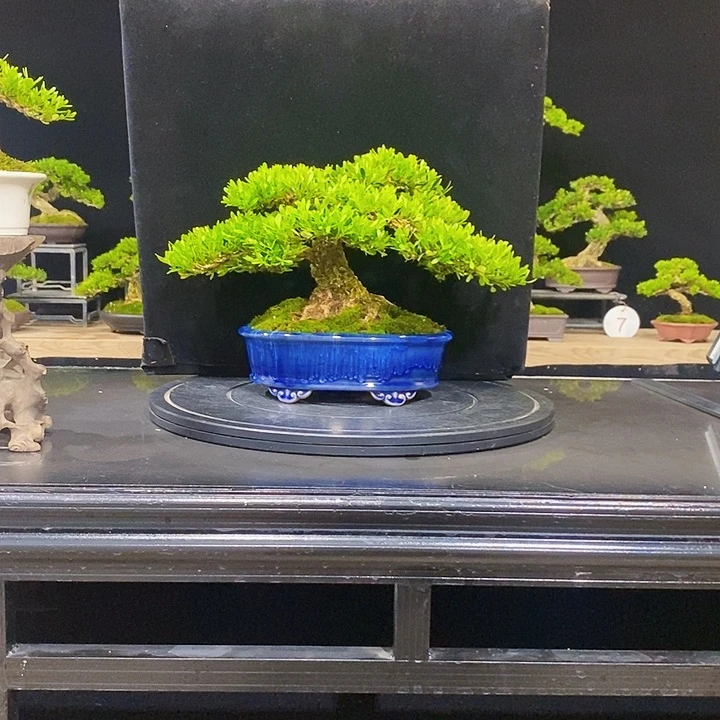 无花朵黄杨盆景四季常青不落叶