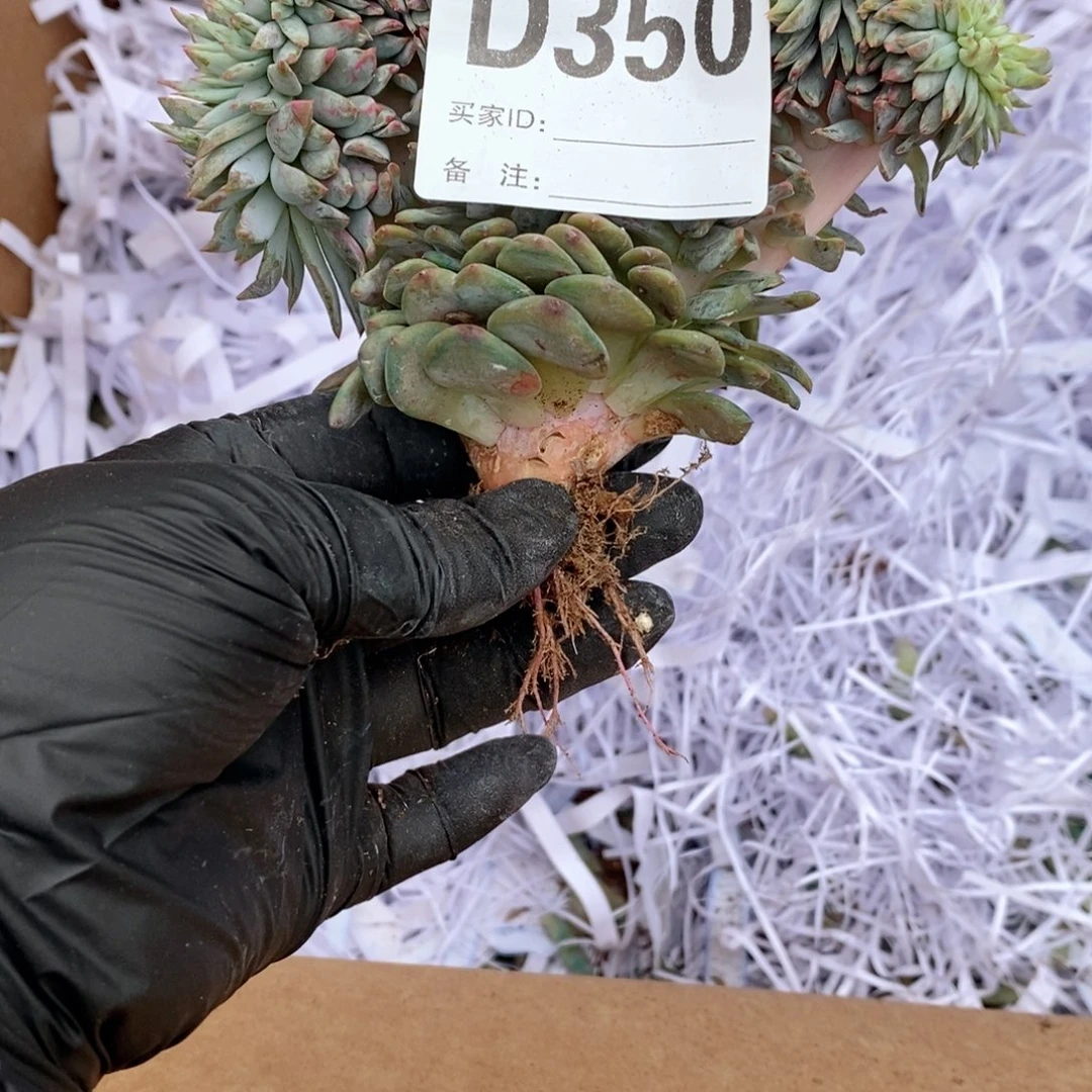 陈***莉350 星影树缀哇哇哇哇