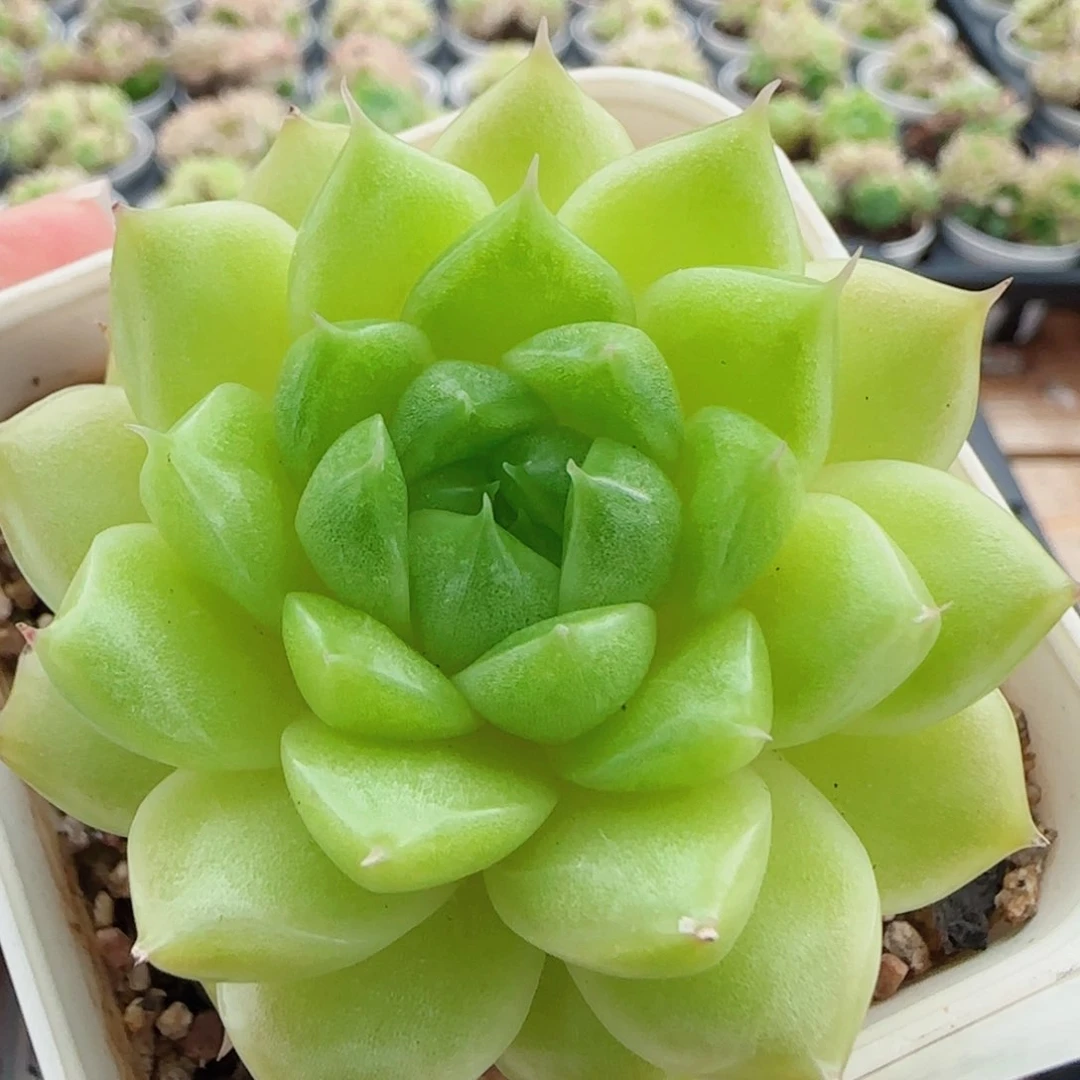 花语逸镜0626-09麦秆