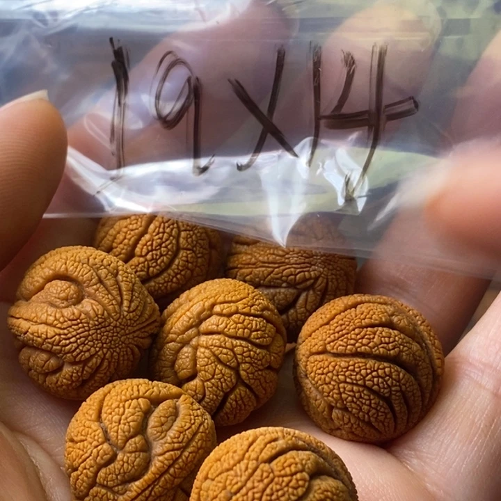 文玩核桃手串秦岭野生龙纹桃核19