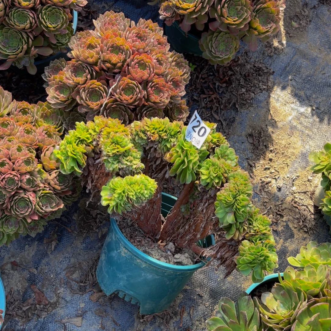 夜光杯缀化1-28¥¥