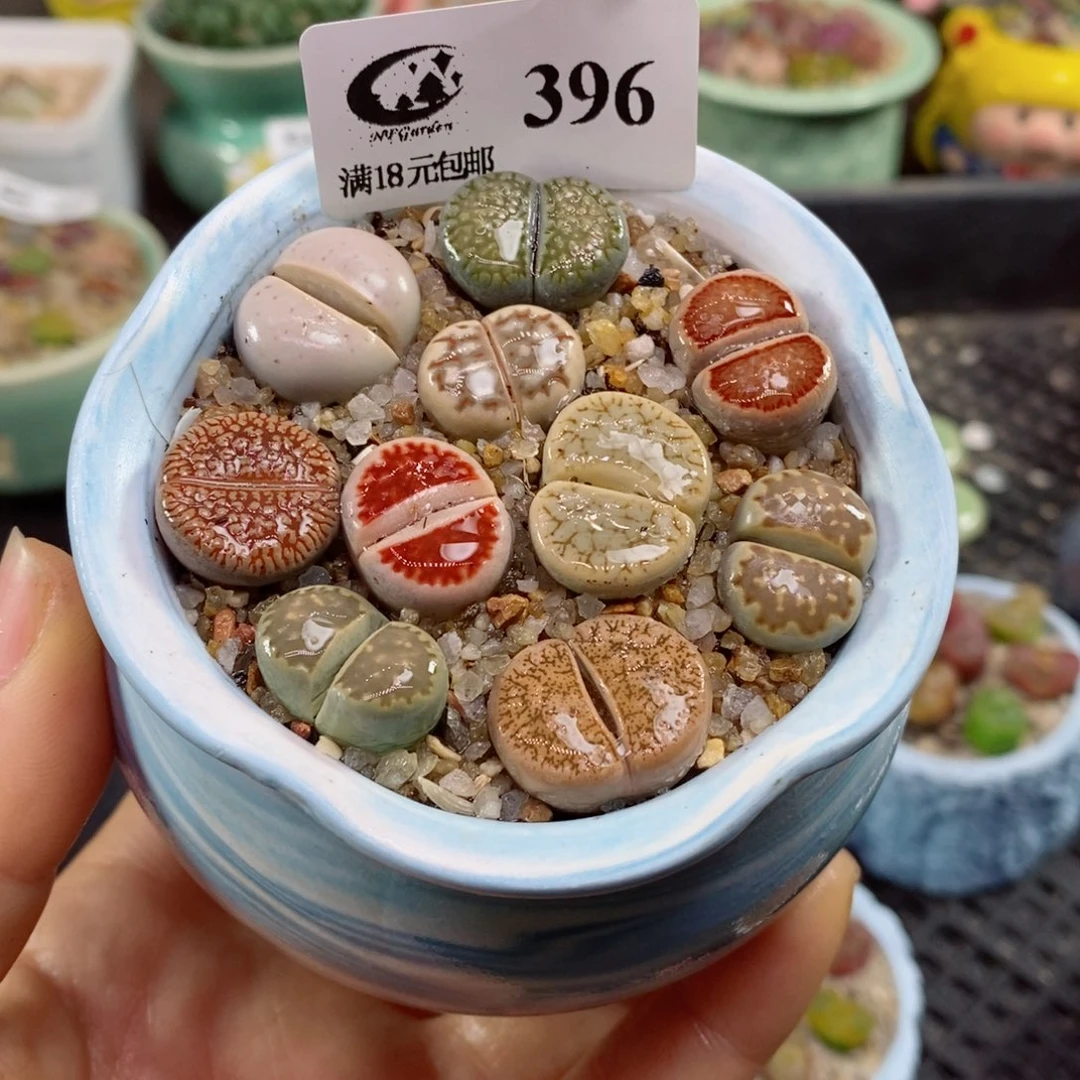 生石花花花花花花花花396