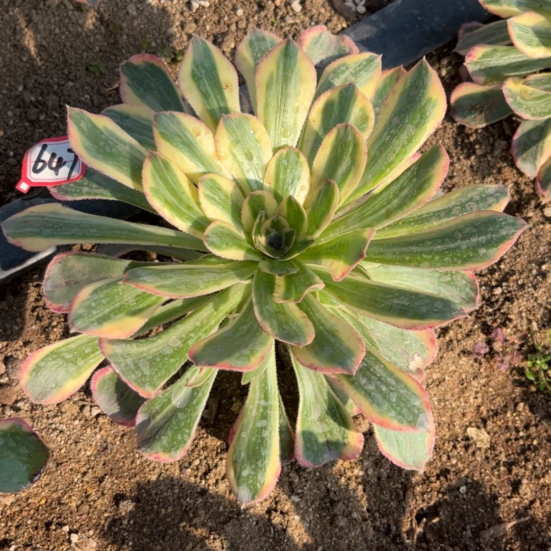 647多肉植物拉丝锦锦