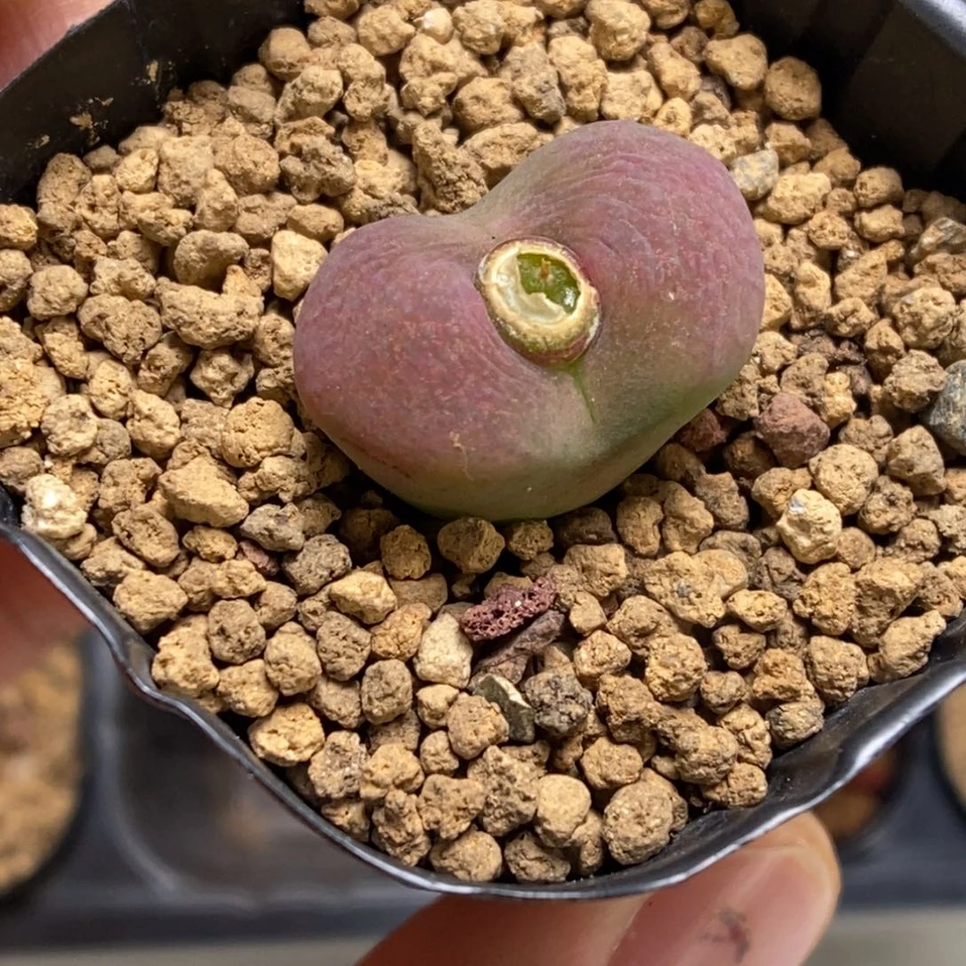 多肉植物肉锥杂交K-439