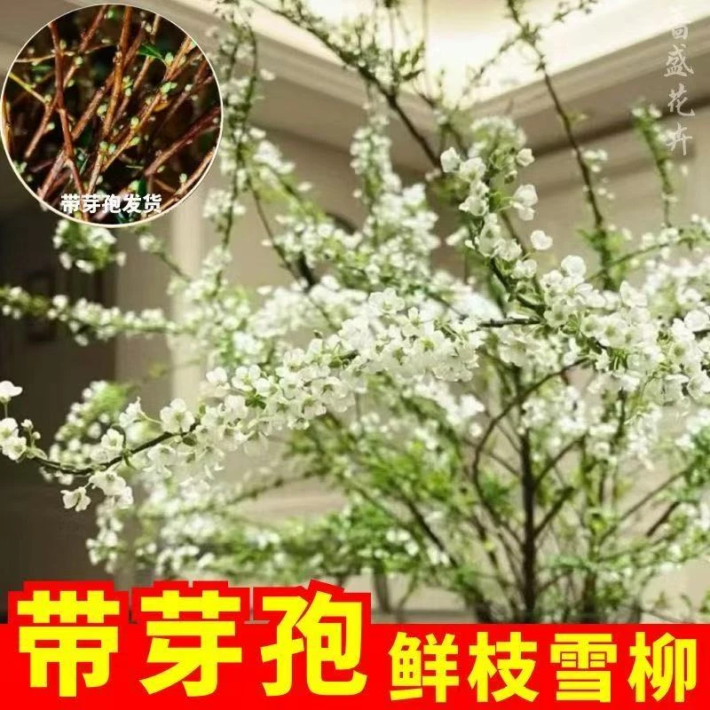 老杨 【到手10枝】雪柳鲜枝水培耐寒开花室内绿植遇水枯木逢春花卉