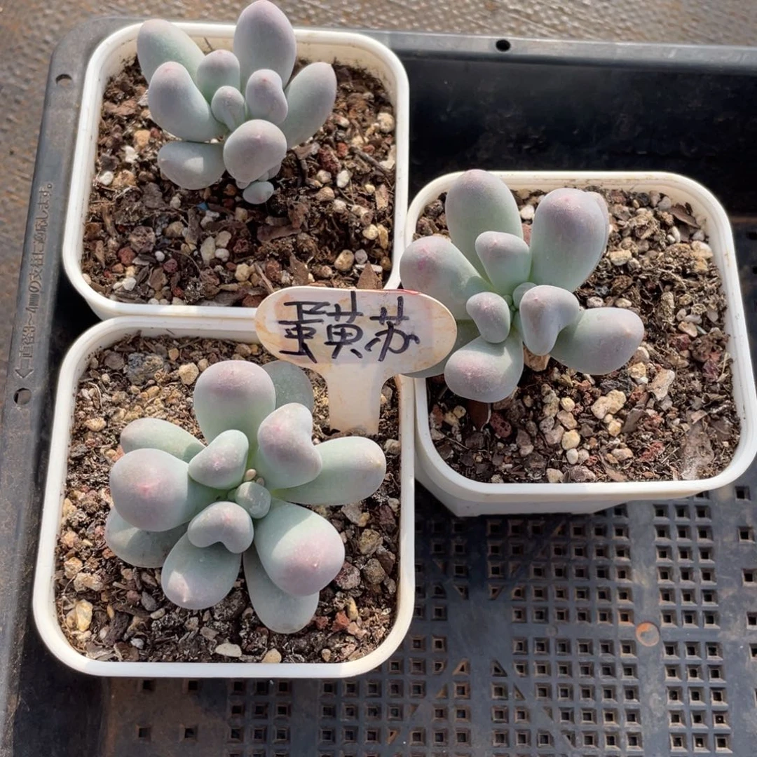 蛋**^姐姐说要不就是一句