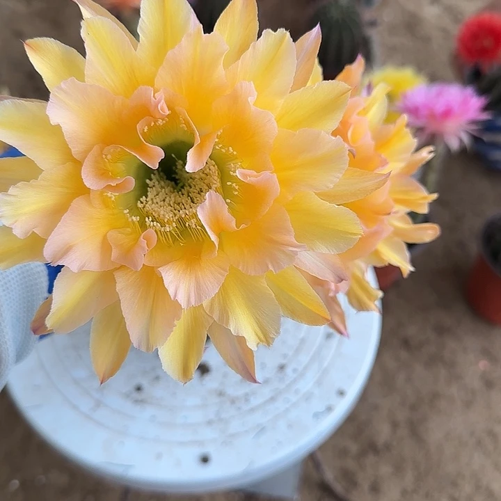 无花朵?****?带根彩草81