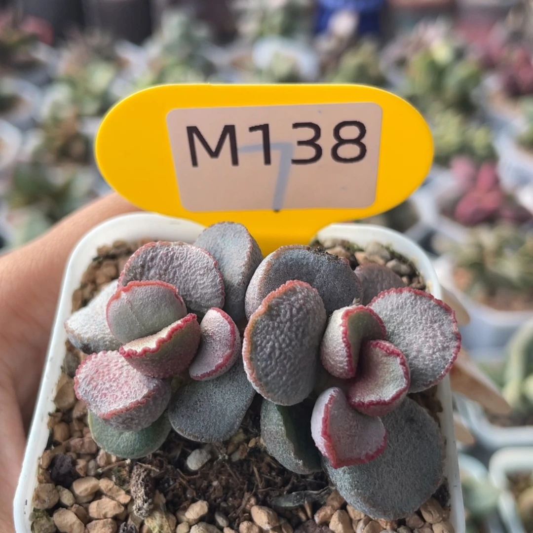 无**瑰      福利。M138。