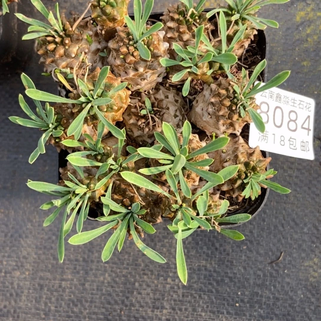 Z*R8084一盒十方峨眉山