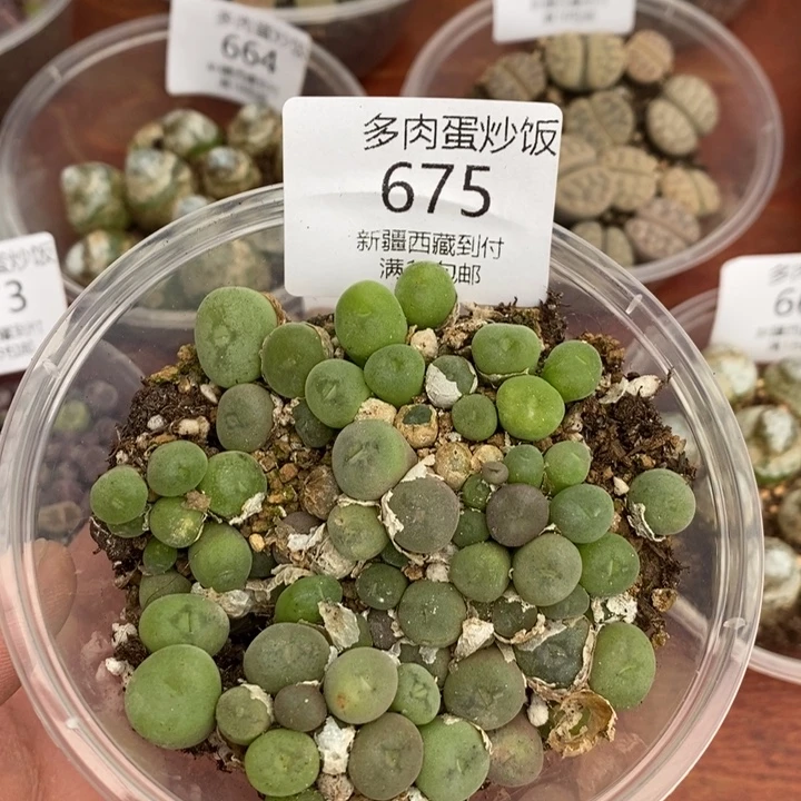 感谢您的支持，00675