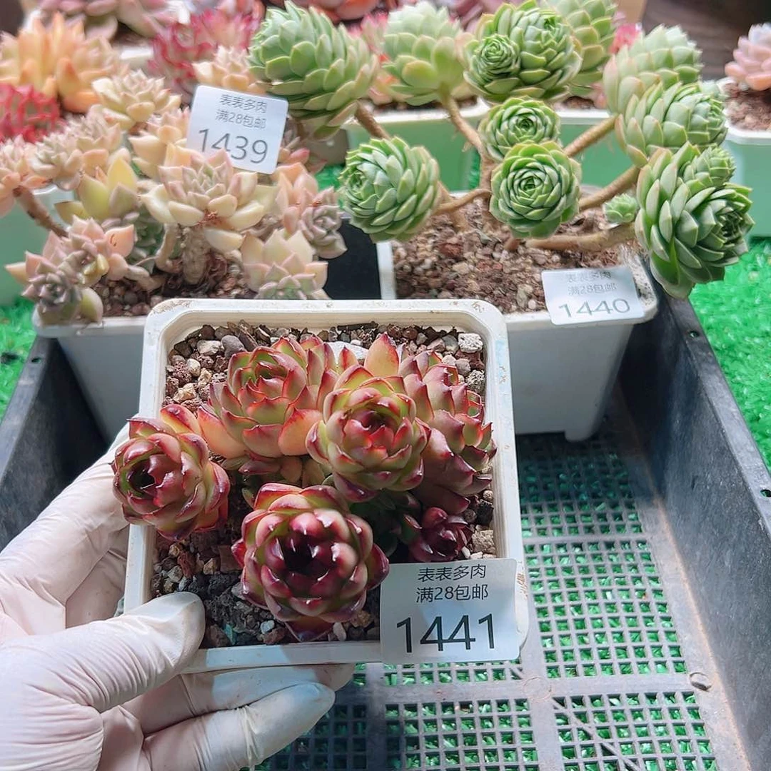 多肉一物一拍植物1441