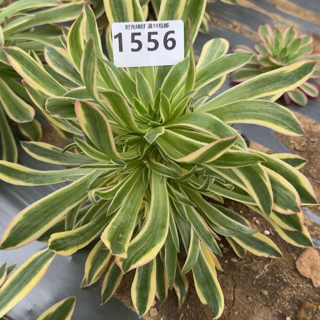 俊*1556夕颜多肉植物