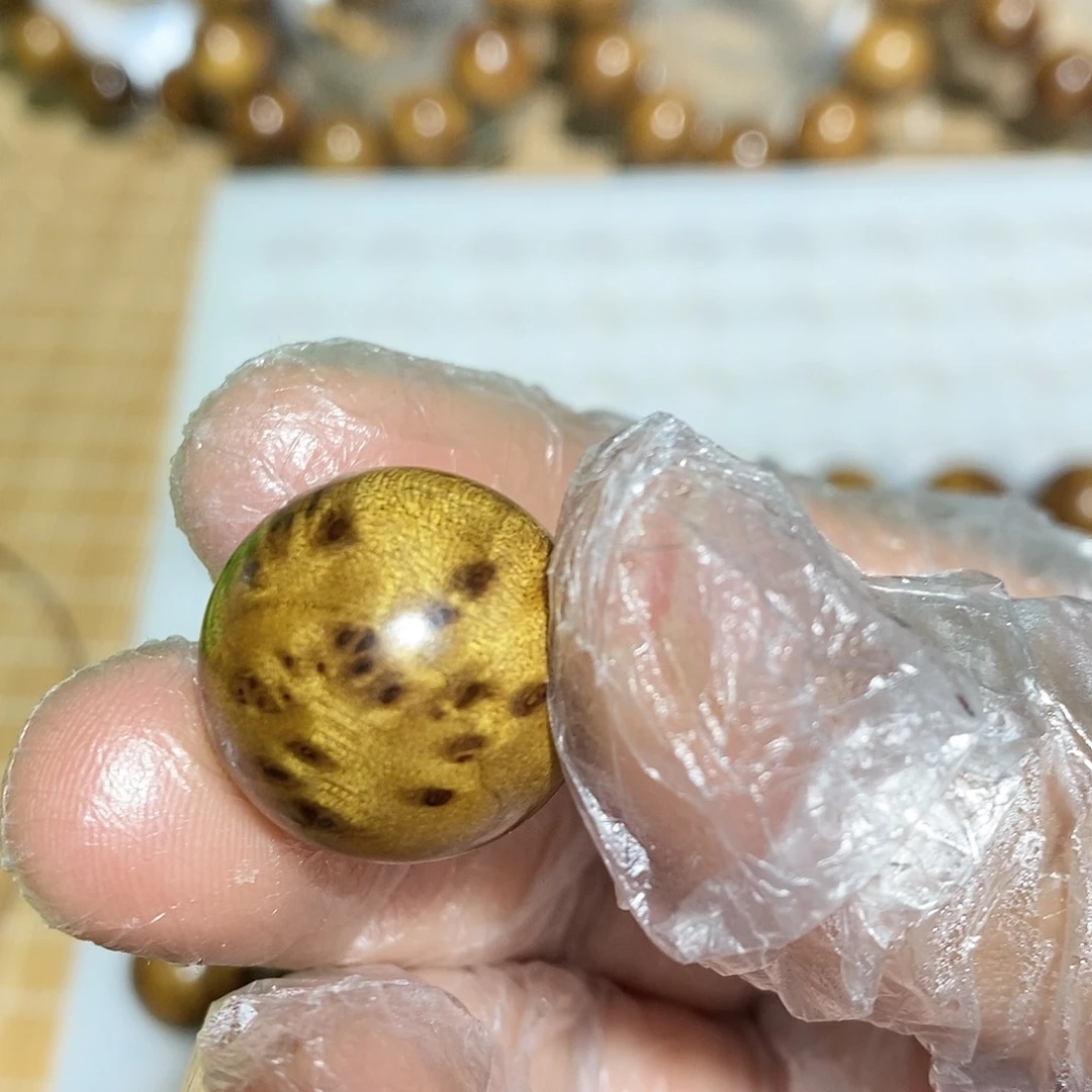 金丝楠哦**嘿小叶2.0株一颗