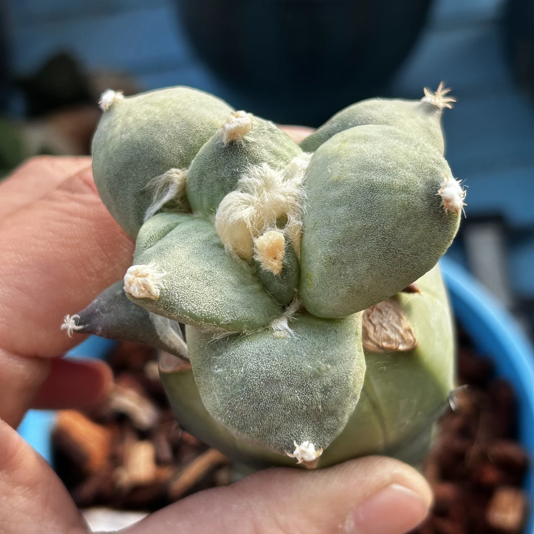 园艺仙人球/牡丹/丸尤/b302