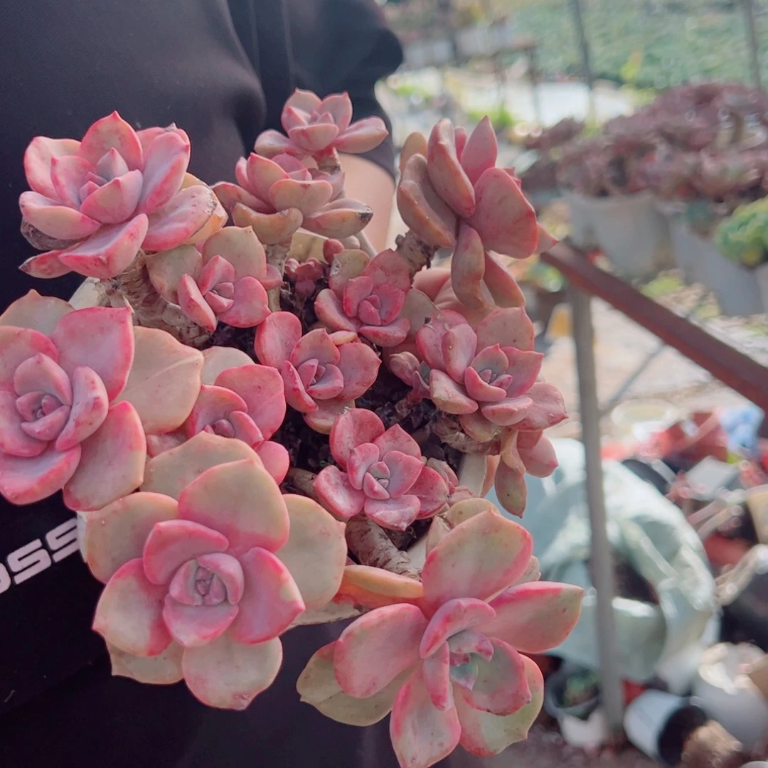 彩虹糖多头群生老桩大盆