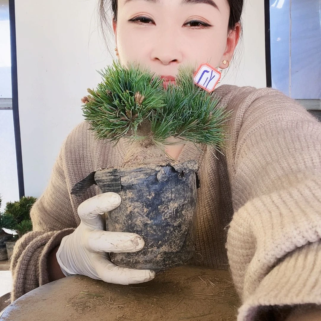 无花朵植物形态多年生草本