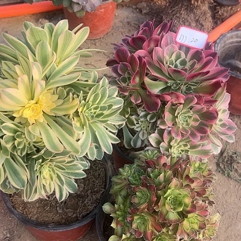 多肉植物白凤177