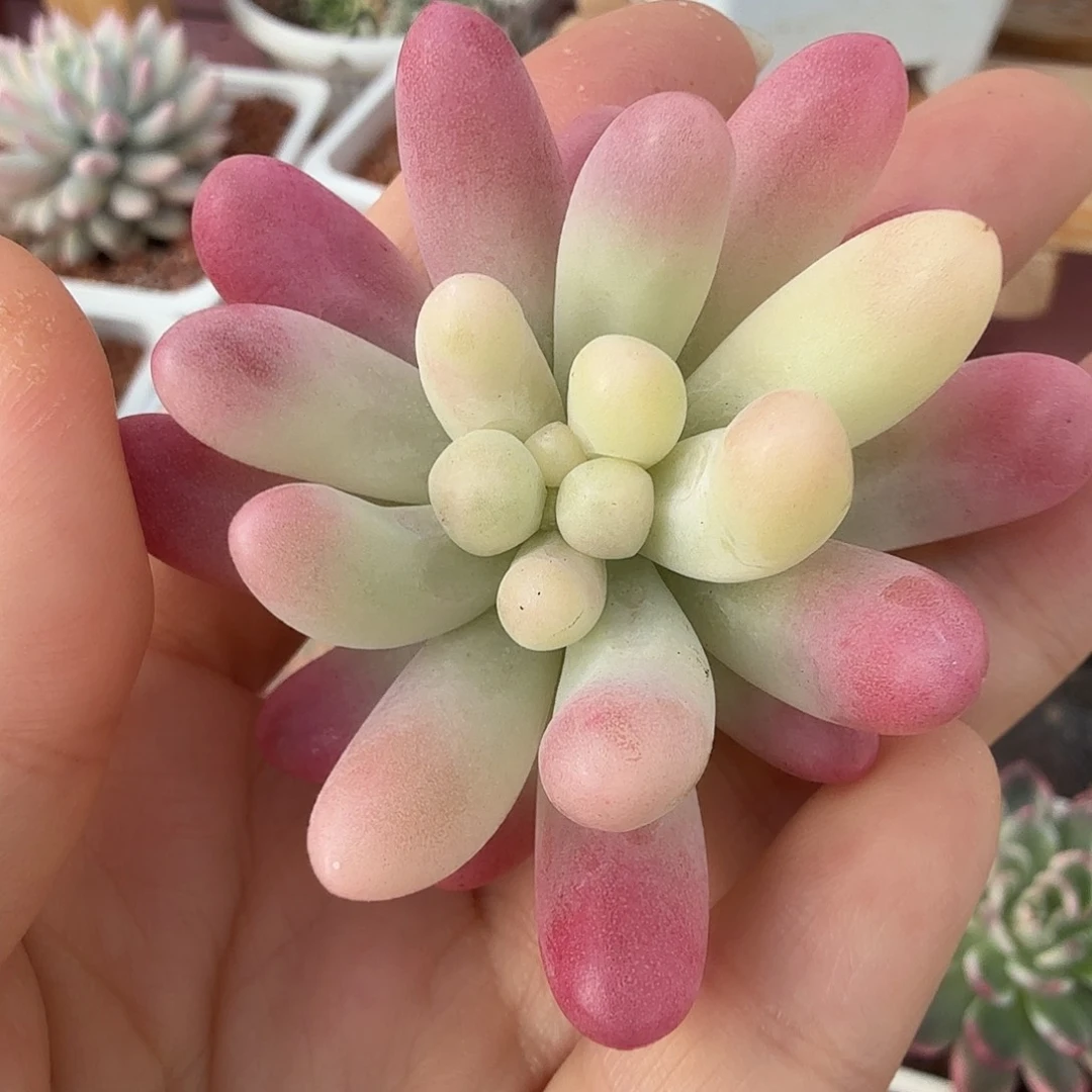 果冻乙女心彩锦，多肉植物