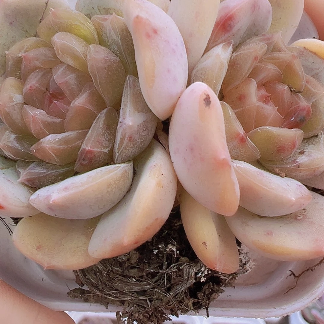 彩恋双头19包邮多肉