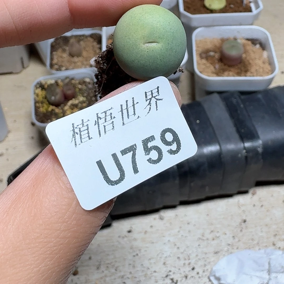 759盒多肉植物哇f v