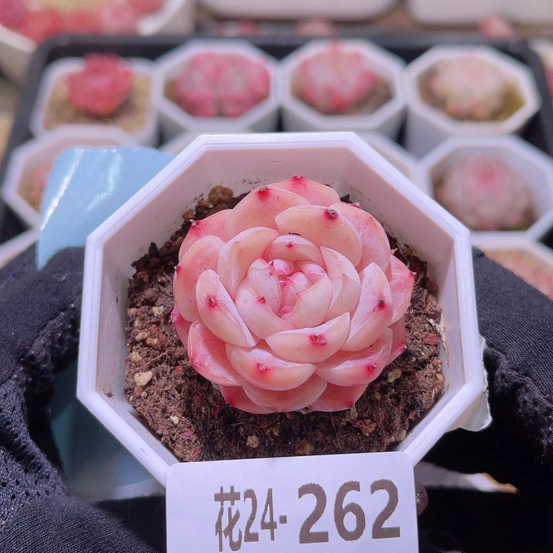 花利美24-262精选糖心
