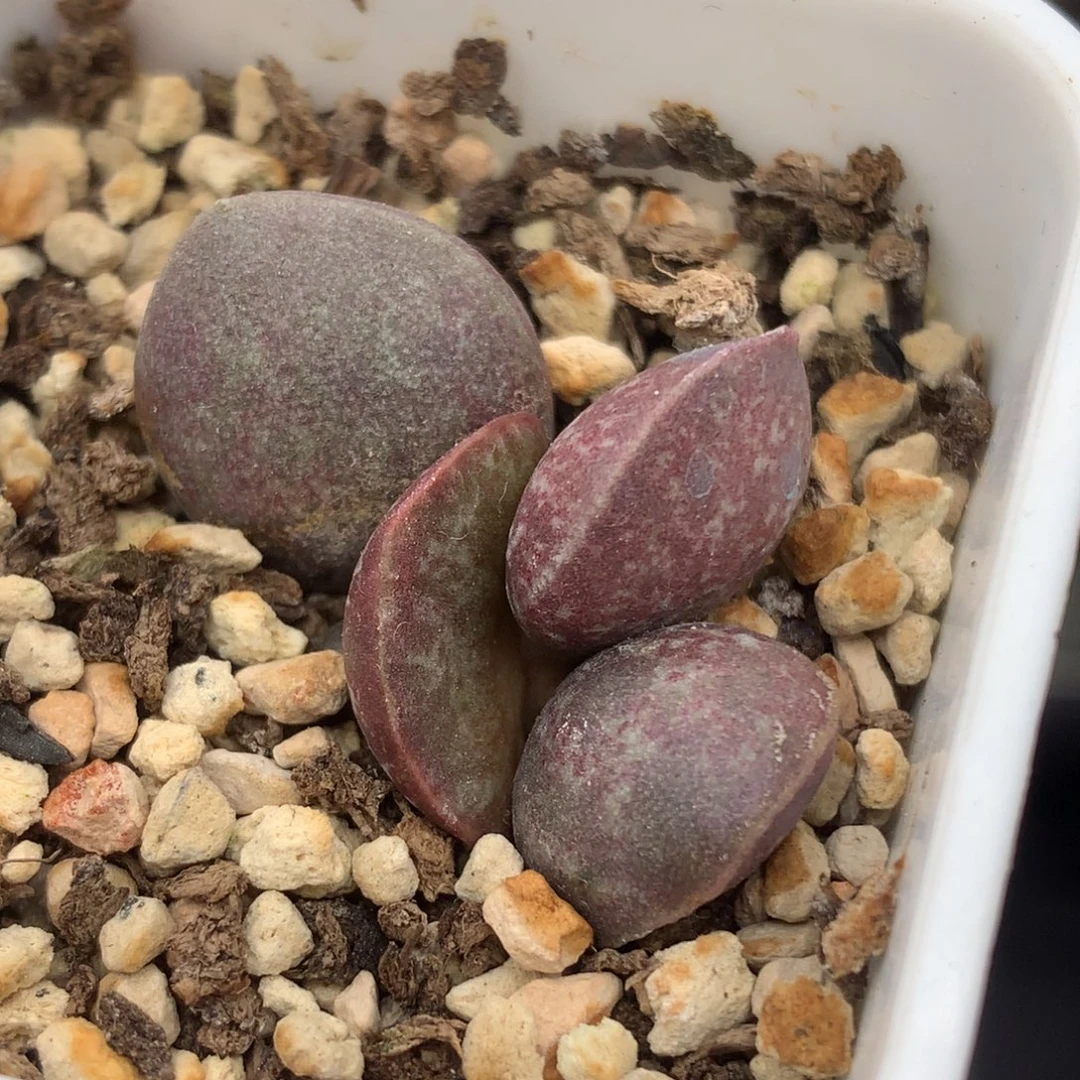 满斑花蛋一物一拍就是