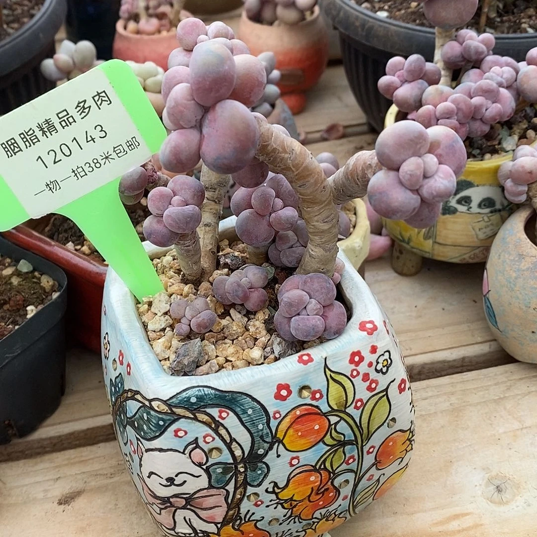 143统计烧烤姐姐咯