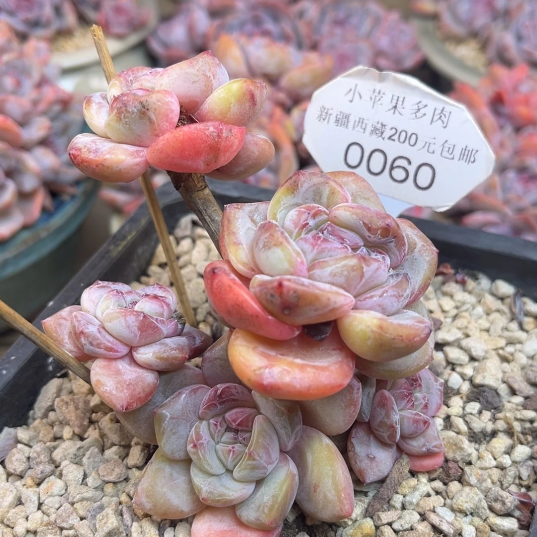 黄底紫心060/10cm6头