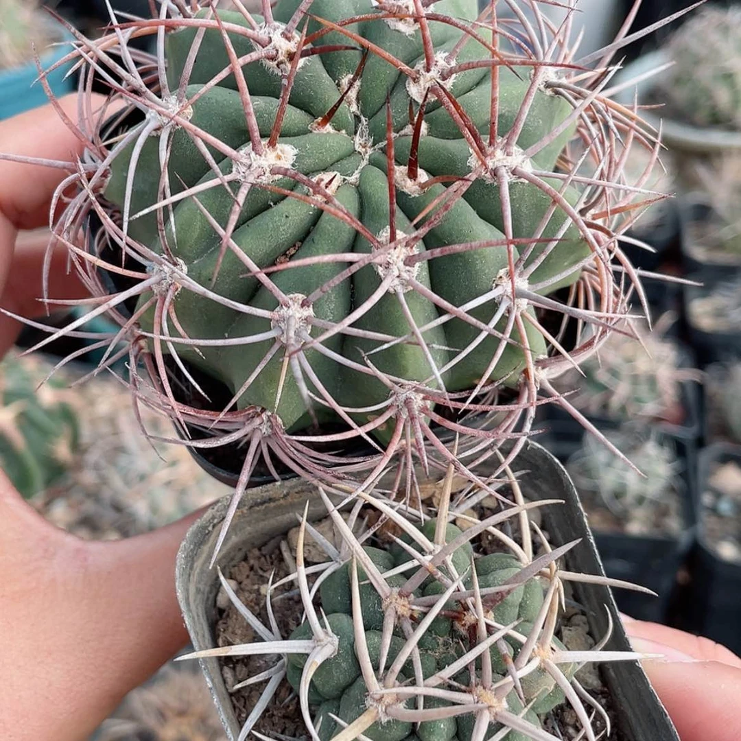 【闪购商品】组合实生66666