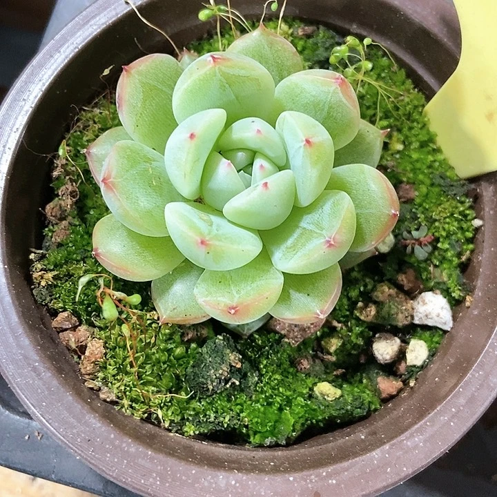 糊*范多肉植物雪花珍妮2051