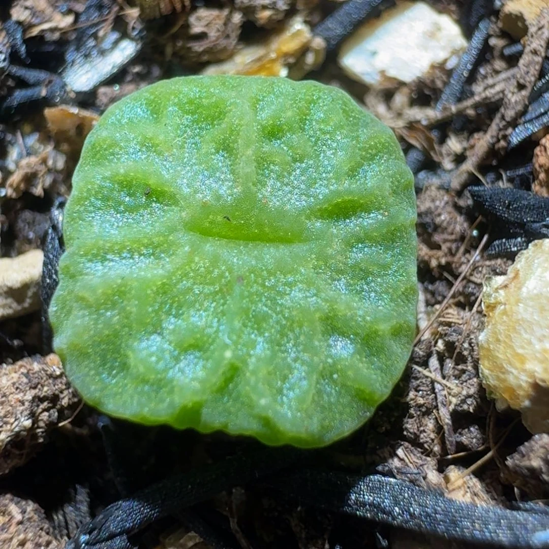 板娘私藏好屁屁，1743