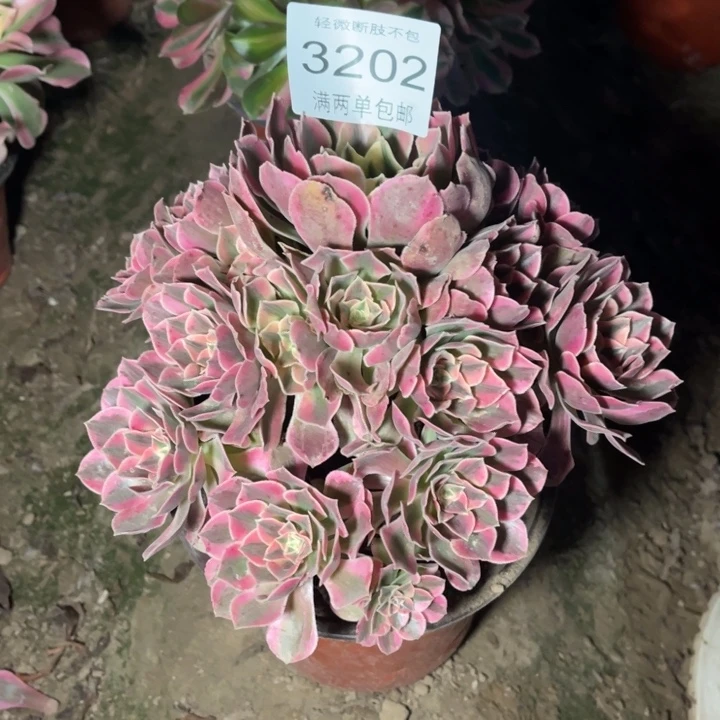 3202女妖的人多肉的