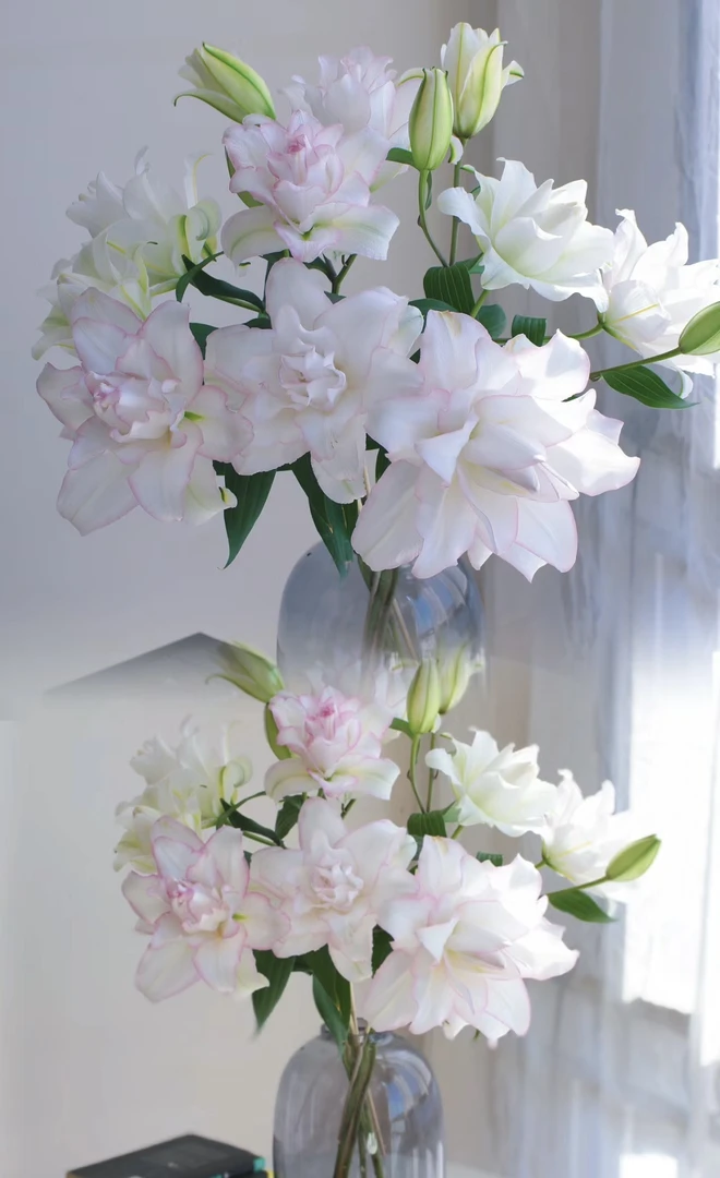 【冰美人】重瓣百合.上色程度根据当地气温