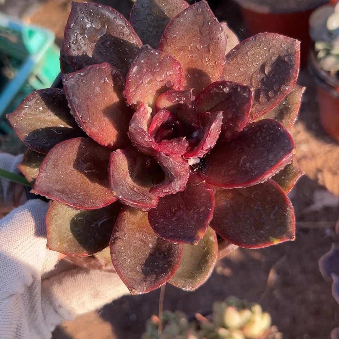 富多摸摸哦哦呃呃呃呃呃嗯