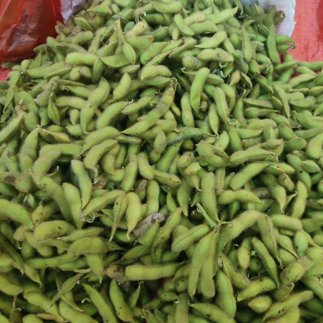 新鲜带壳毛豆农家种植现摘现发不泡水吃火锅专用菜