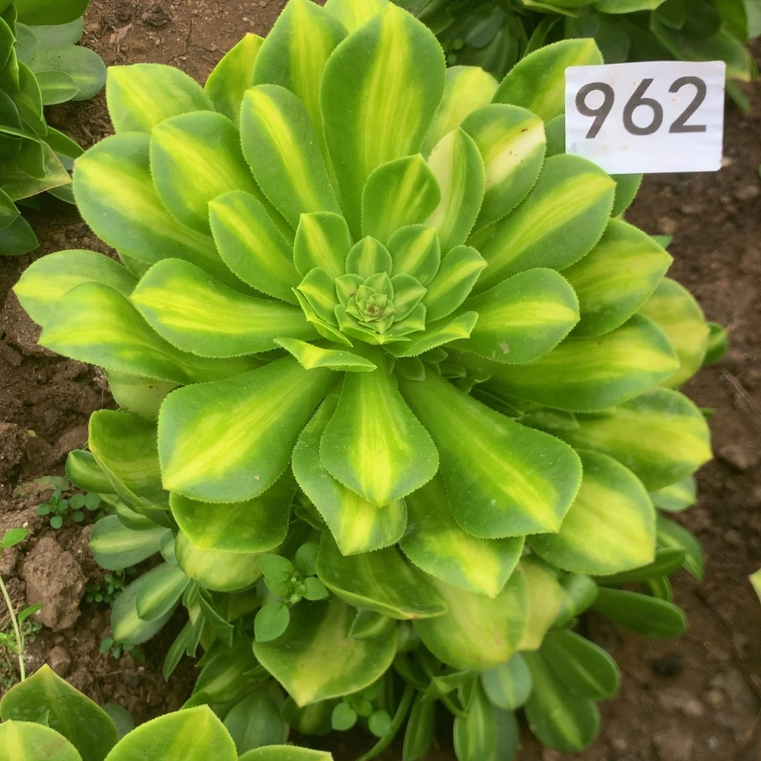 962多多多肉植物