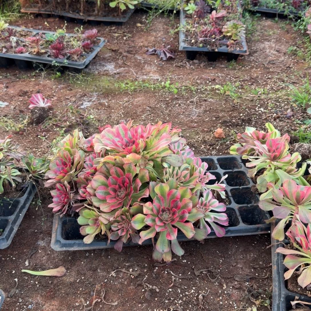 东***6如意海仙群都可以