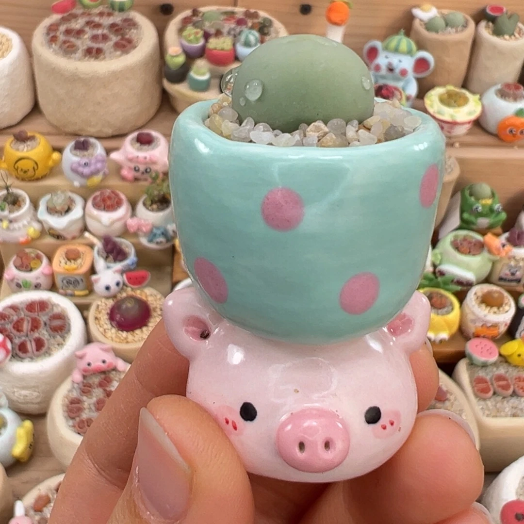 多肉植物30号鸽子蛋