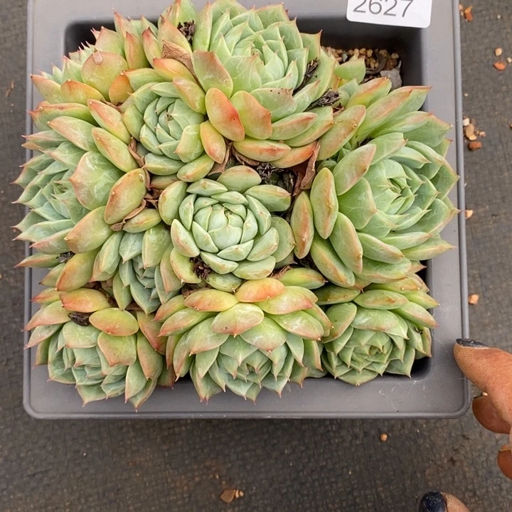 S***o精品多肉植物2627