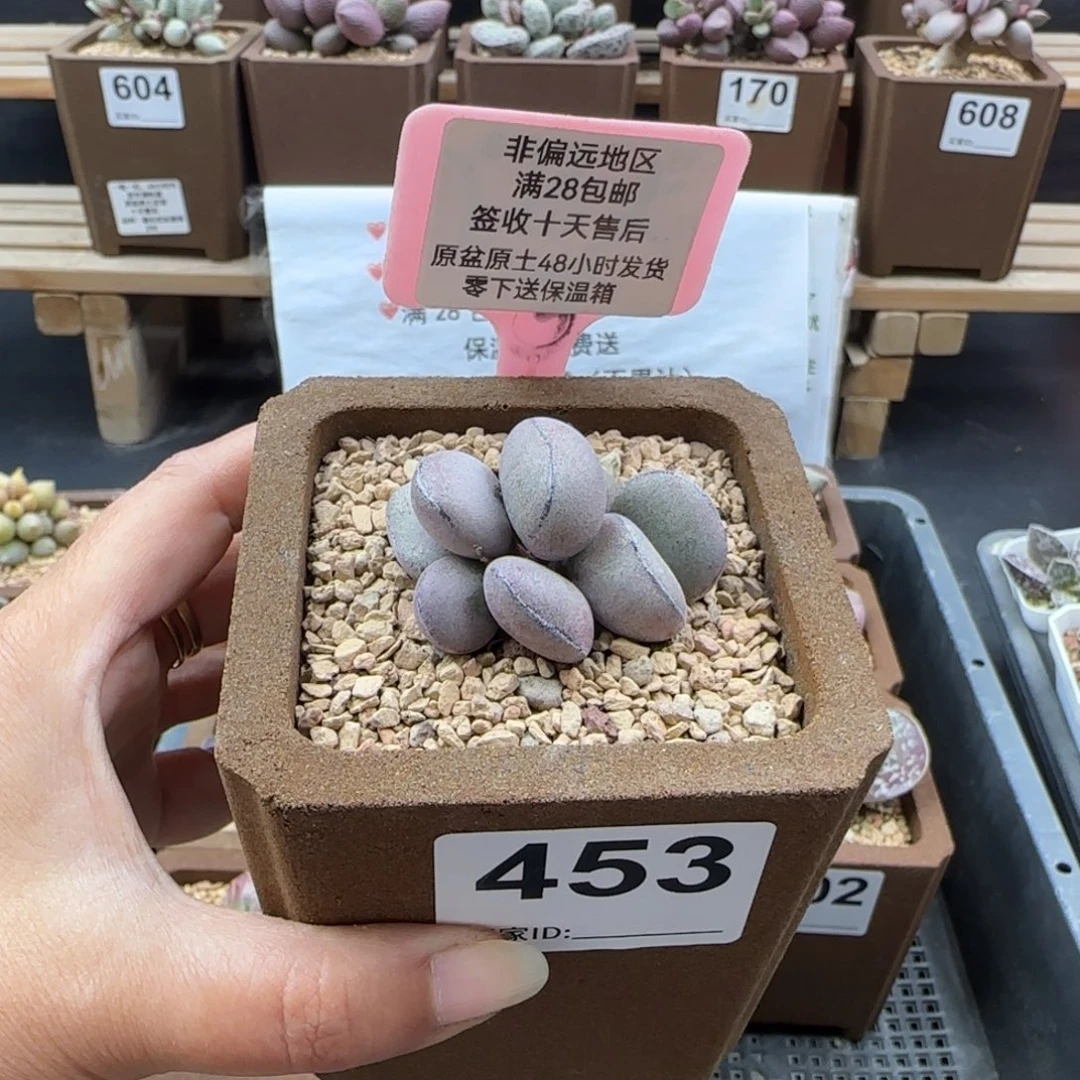 453球球紫蛋多肉植物
