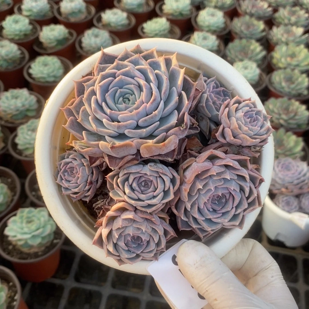 3249欧版海琳娜一物一拍